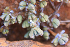 Octopoma