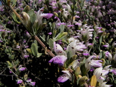 Monechma spartioides