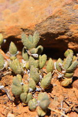 Octopoma