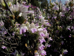 Monechma spartioides