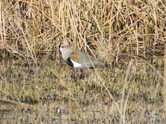 Vanellus chilensis