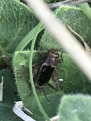 Neonemobius mormonius