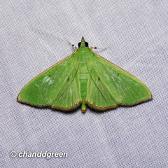 Parotis punctiferalis