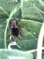 Neonemobius mormonius