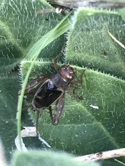 Neonemobius mormonius