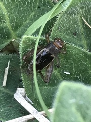 Neonemobius mormonius