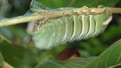 Rothschildia hesperus