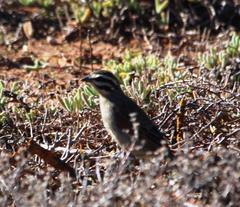 Emberiza capensis capensis
