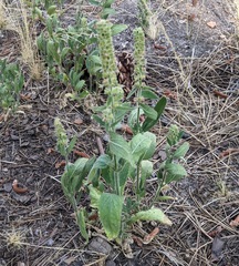 Stachys rigida rigida