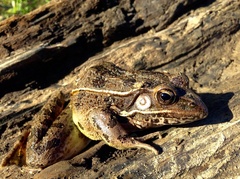 Lithobates blairi