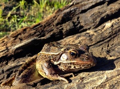 Lithobates blairi