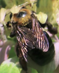 Xylocopa virginica image