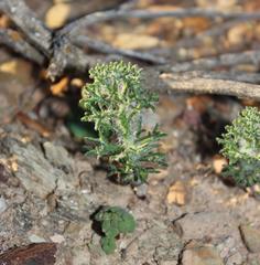 Eriospermum paradoxum