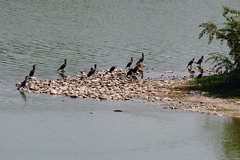 Phalacrocorax carbo