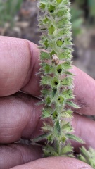 Stachys rigida rigida