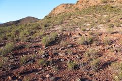 Brianhuntleya intrusa