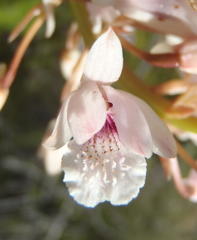 Eulophia barbata
