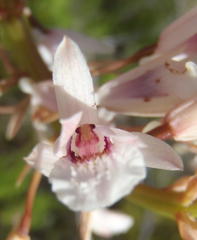 Eulophia barbata