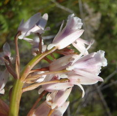 Eulophia barbata