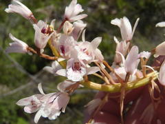 Eulophia barbata