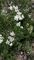 Achillea millefolium borealis