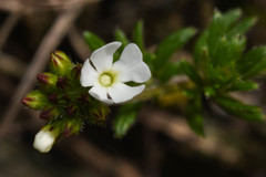 Glandularia thymoides