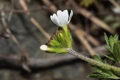 Glandularia thymoides