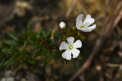 Glandularia thymoides