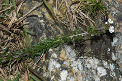 Glandularia thymoides