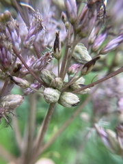 Anthodiplosis eutrochii