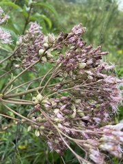 Anthodiplosis eutrochii