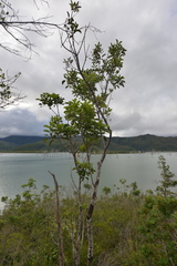 Geissois pruinosa