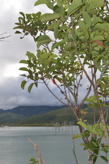 Geissois pruinosa