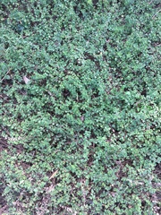 Clinopodium douglasii