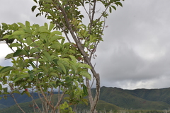 Geissois pruinosa