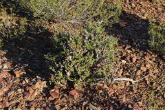 Pelargonium alternans alternans