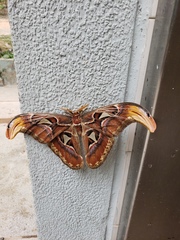 Attacus atlas
