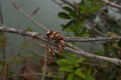 Geissois pruinosa
