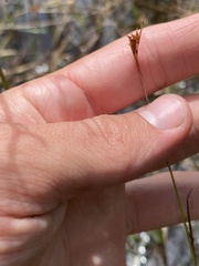 Rhynchospora baldwinii