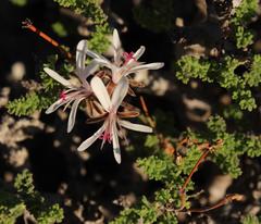 Pelargonium alternans alternans