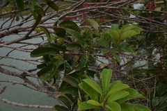 Geissois pruinosa