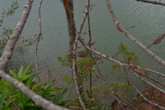 Geissois pruinosa