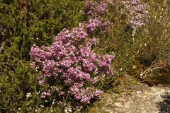 Boronia pinnata