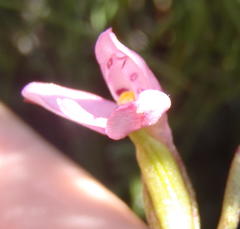 Disa vaginata