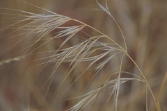 Bromus rigidus
