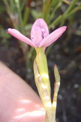 Disa vaginata