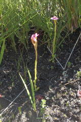 Disa vaginata