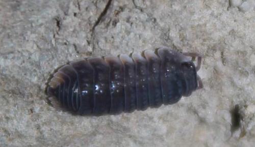 Bethalus limbatus