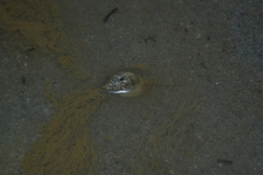 Nassarius graphiterus