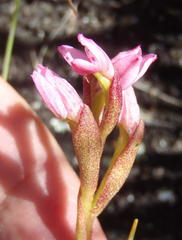 Disa vaginata